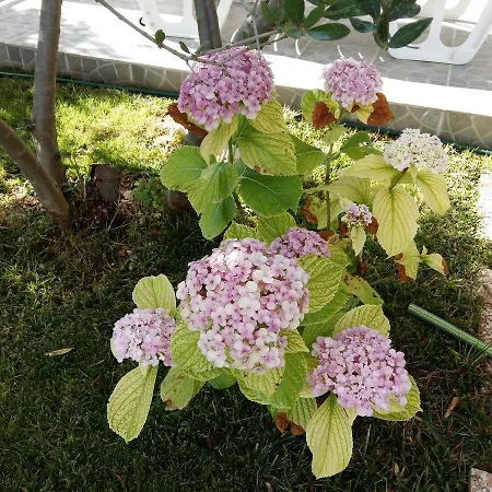 Kairos Τρογκίρ